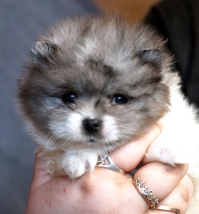 Lulu de Pomerania