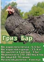 Інкубаційне яйце Гріз Бар