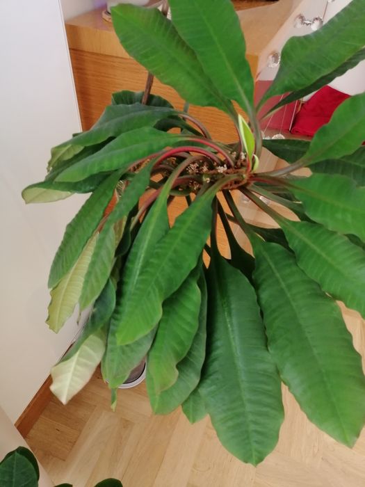 Wilczomlecz białounerwiony duży 90 cm Madagaskar