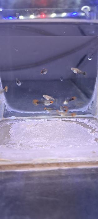 Gupiki koi tuxedo 3 samiczki i 7 samcy okazja