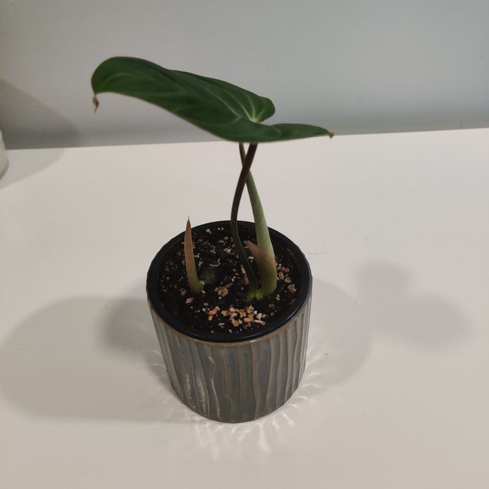 Philodendron gloriosum