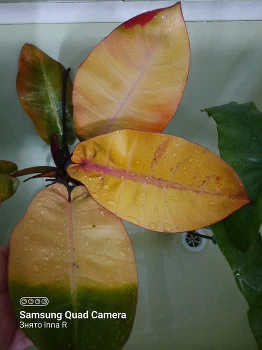 Philodendron Karlo