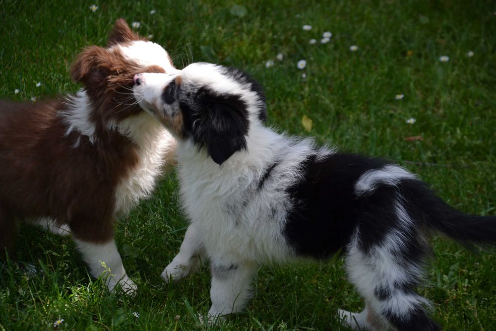 Border Collie piesek