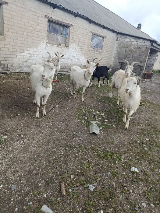 Продам кіз,молодих,діцних