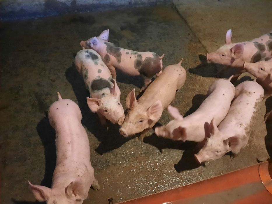 Продам поросята м'ясні