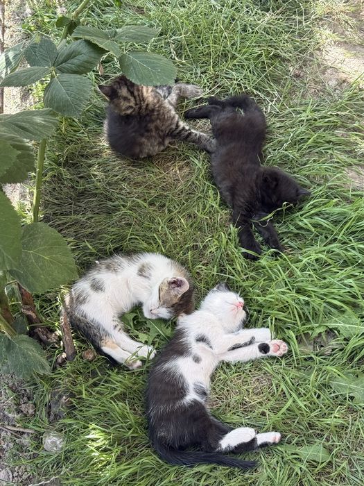 Віддам котиків в хороші руки