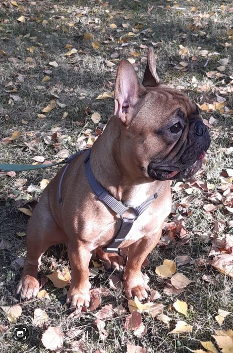 Вязка Французький Бульдог!