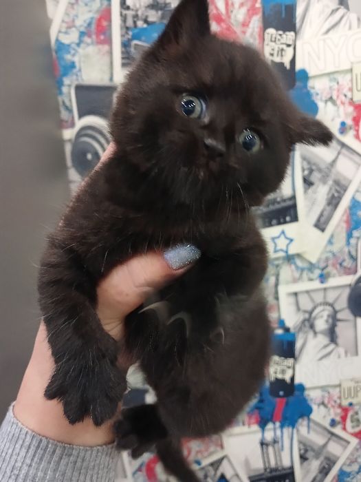 Продам кошенят...