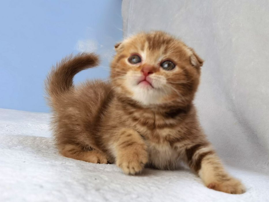 Вислоухий котик в циннамоновую полосочку с документами