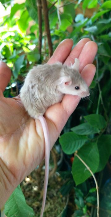 Милі маленькі пухнастики