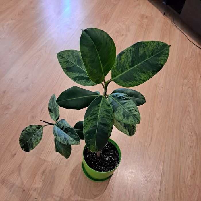 Фікус Шріверіана класична