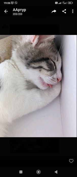 Отдам бесплатно котенка