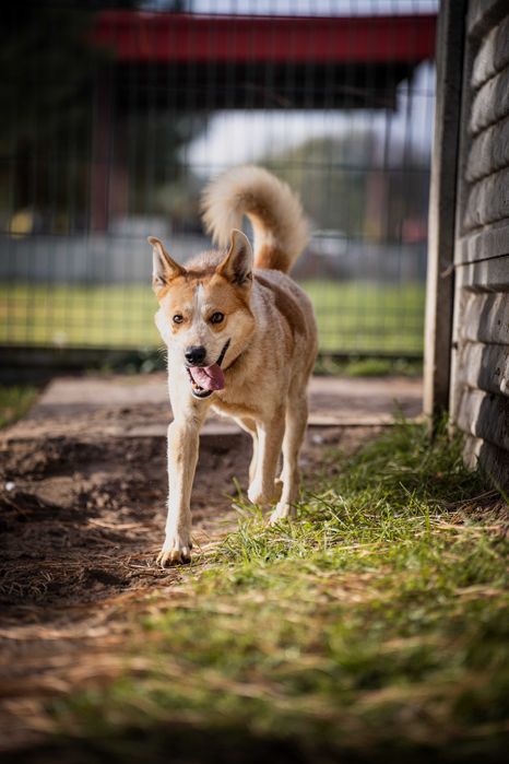 Bingo do adopcji! Pies szuka domu!