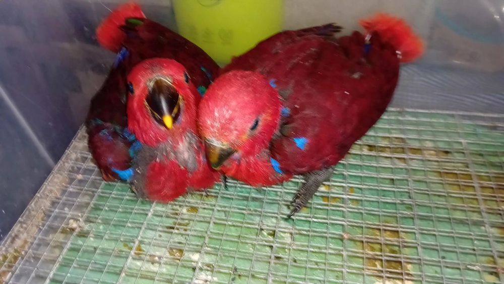 Papagaios criados em cativeiro