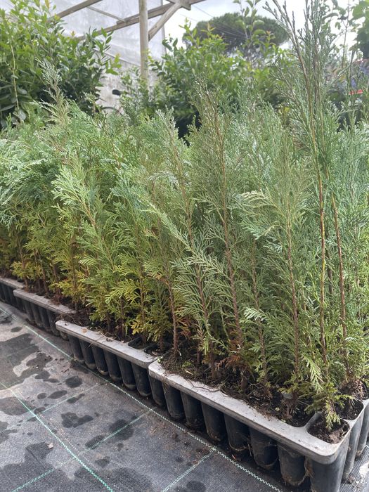 Cedros para vedações ou ornamentação