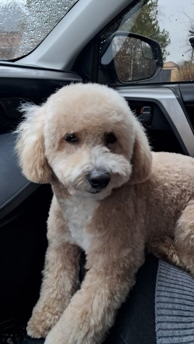 В'язка, Кабель мальтіпу