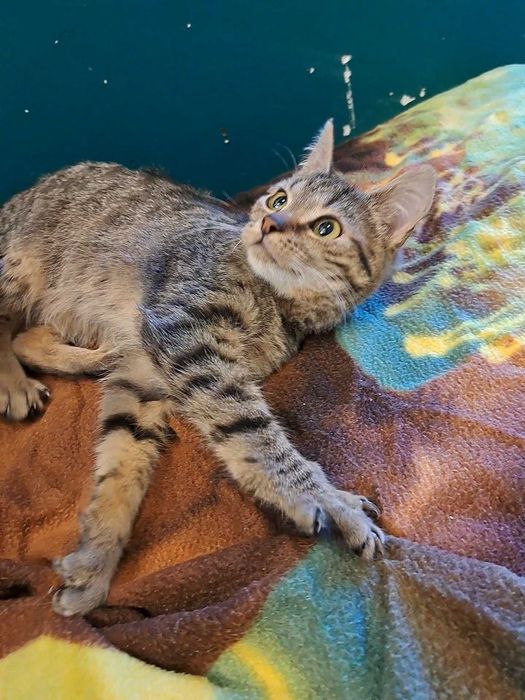 Kruszynka, młodziutka kotka do adopcji