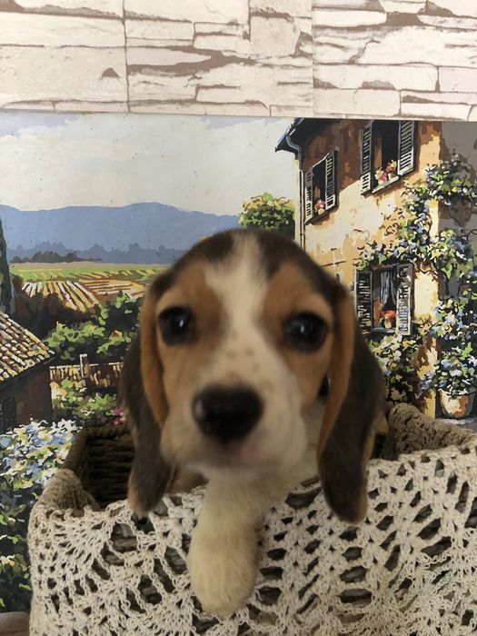 Біглі, вони найкращі, чекаємо на батьків для наших малюків