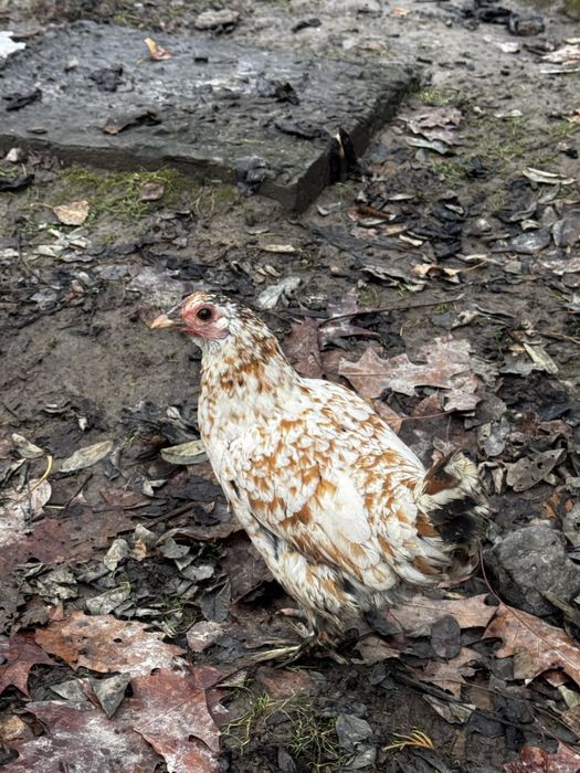 Кури декоративні