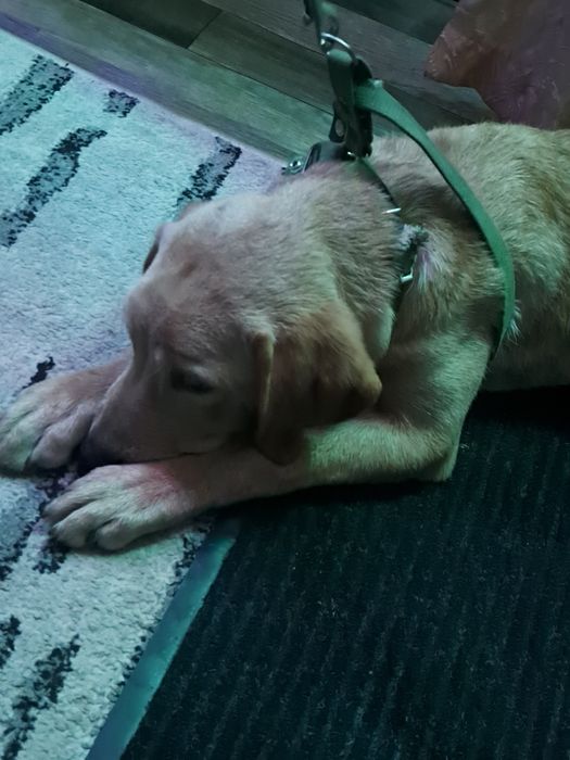 Лабрадор  щенок для всей семьи