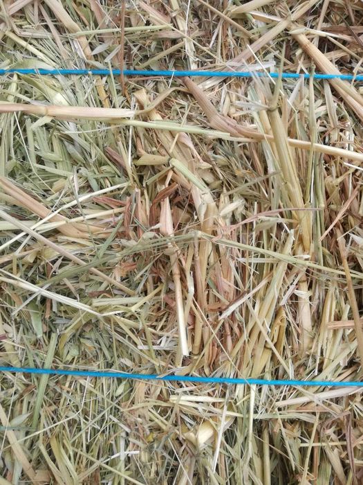 Fardos de AVEIA de boa qualidade!