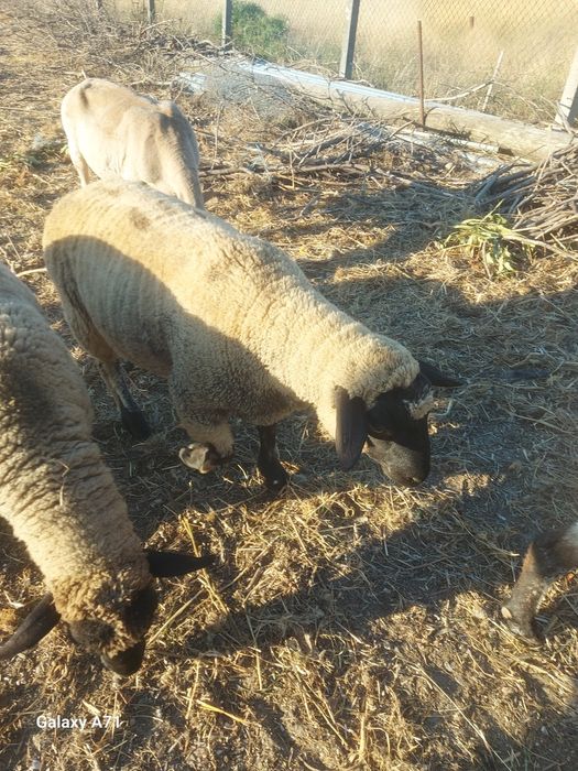 Borrego  macho sulfox
