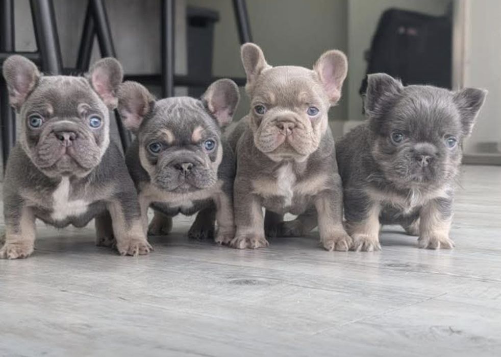 Малюки франц.бульдога