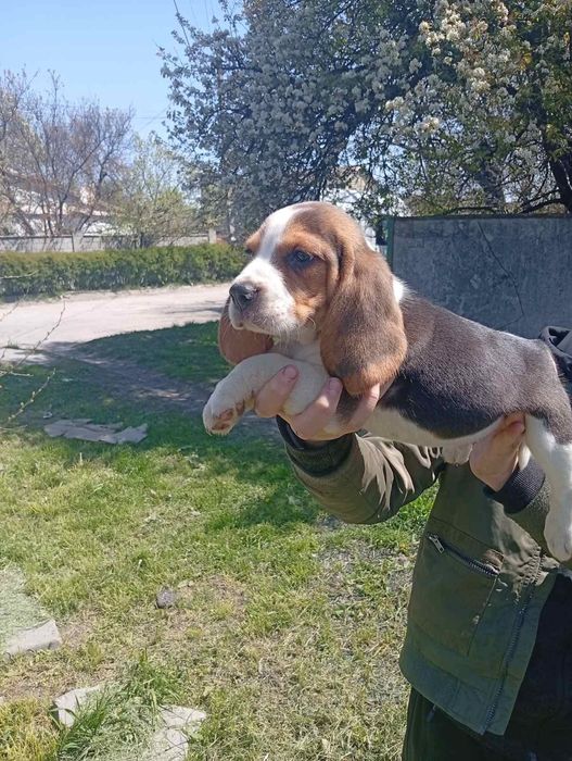 Продам чистокровных щенков Билль.