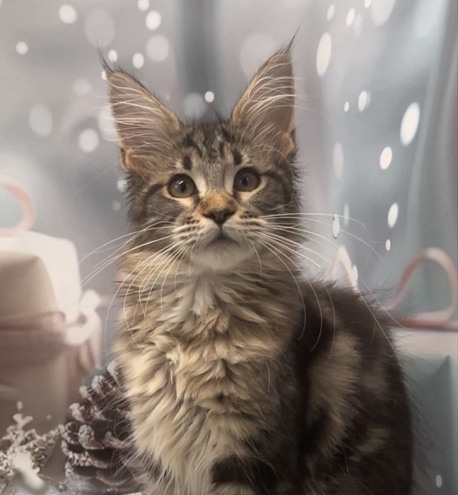 Девочка в класическом окрасе