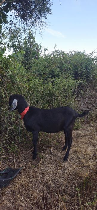 Macho Anglo Nubiana cruzado
