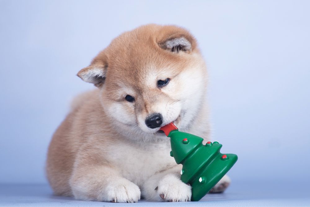 Шиба ину / shiba / шиба іну