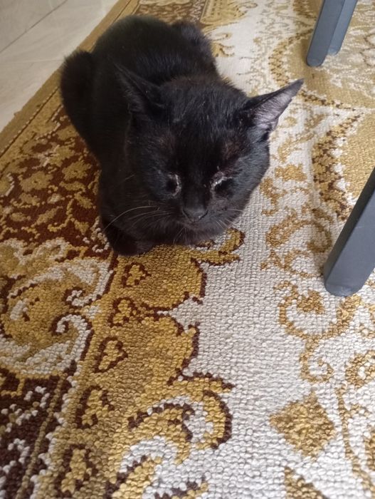 Gato jovem para adoção urgente!