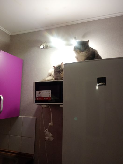 Передержка кошки, так же на длительно, Запорожье