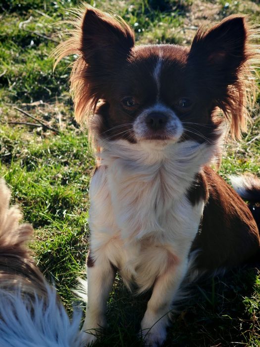 IKS biało czarny chihuahua