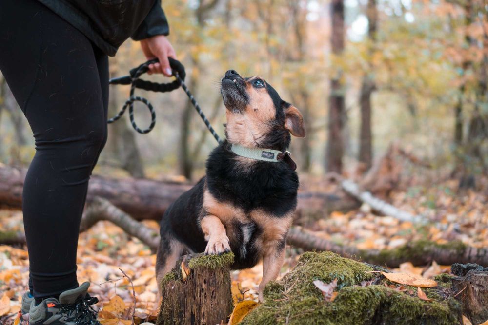 5 letni Szkrabek do adopcji!
