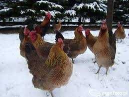 Kury nioski z pierwszym jajkiem ! Rossa Messa Leghorn Dominant !