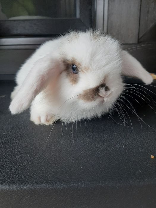 Krolik baranek miniaturka karzełek mni lop