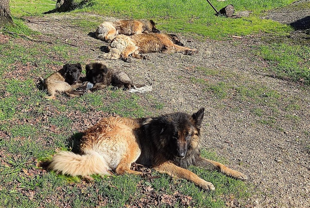 Cães serra da estrela bebés 2 machos