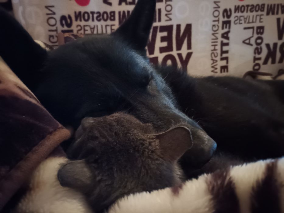 Вязка европейський німецький вівчар