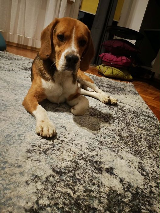 Roczny słodki beagielek Pluto