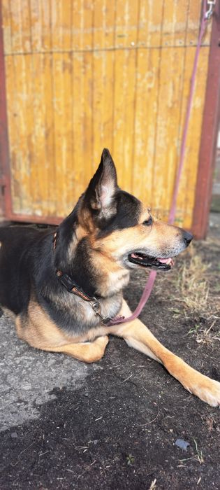 Spragniony miłości Fokus szuka domu po śmierci właścicieli.