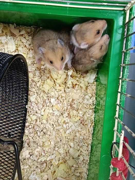 Королівський хом'ячок