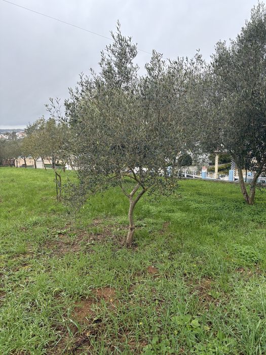 Oliveiras de trás-os-montes para venda