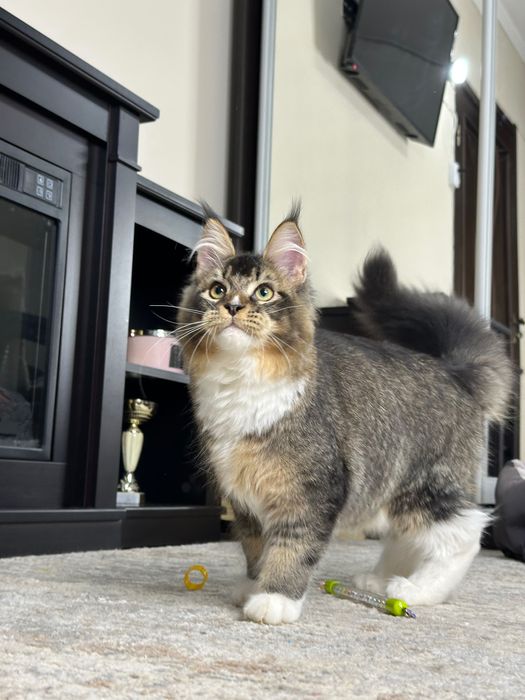 Ares-Kocurek Maine Coon