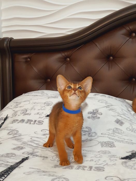 Абиссинский мальчик)