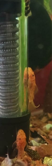 Молінезії , Гуппі, Анциструси.