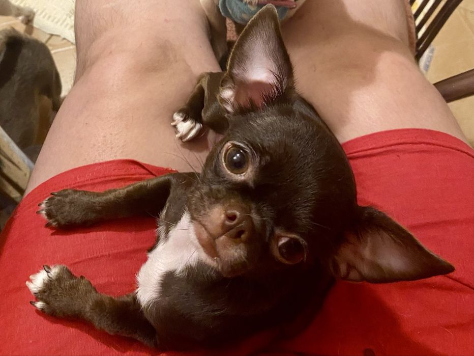 Маленька Чітка чекає на своіх мапап!