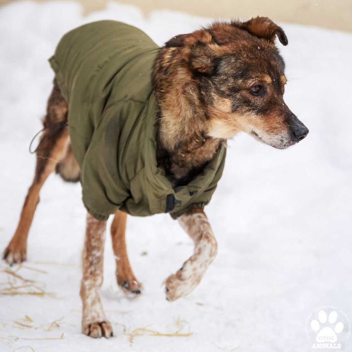 Urocza sunia Kamcia szuka domu!