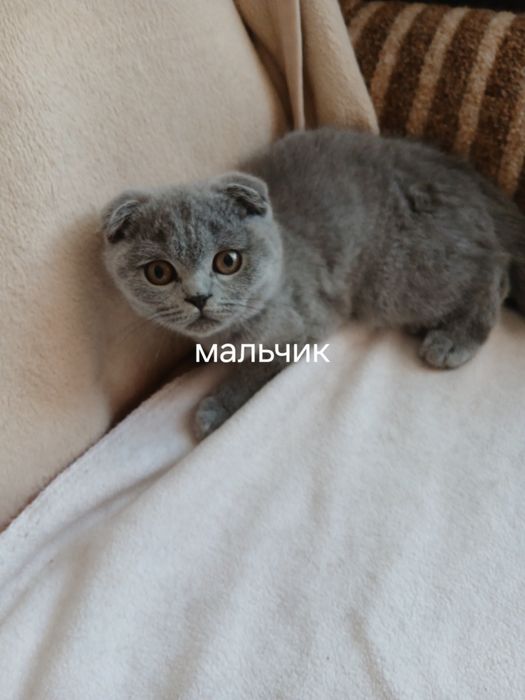 Шотландские вислоухие котята