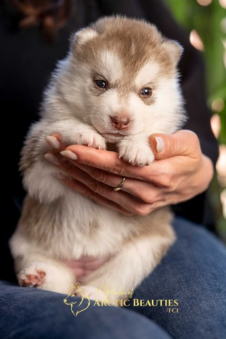 Siberian Husky/Suczka, Wybitna, ciemnooka
